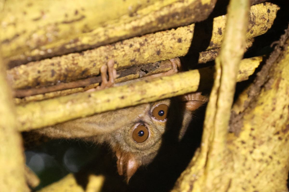 Aapjes kijken in Tangkoko National Park — Bitung