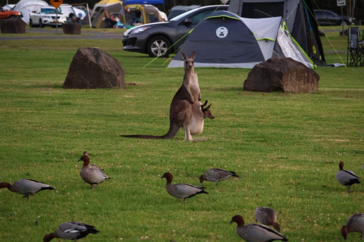 Een prachthike op kerstavond in Kangaroo Valley — Kangaroo Valley