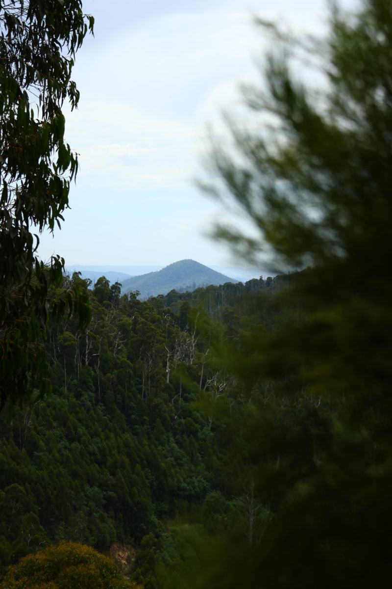 Black Spur Drive, Taggerty en Steavenson Falls — Taggerty