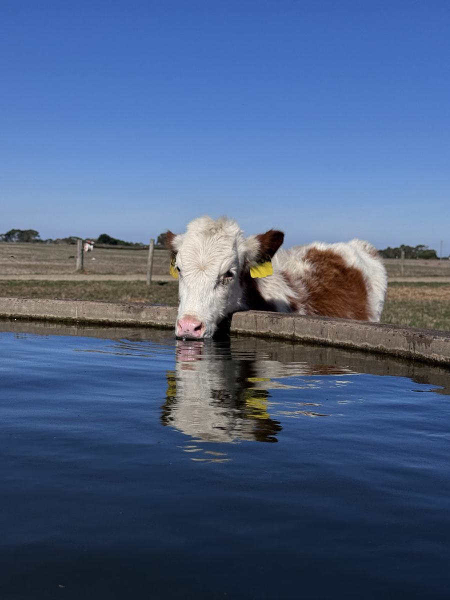 Bonusaflevering: Het leven als melkboer — Port Campbell